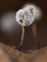 Attēlu rezultāti vaicājumam “Didymium bahiense macro”