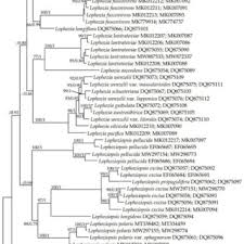 Attēlu rezultāti vaicājumam “Lophozia excisa”