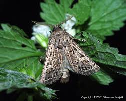 Attēlu rezultāti vaicājumam “Tholera decimalis male”