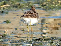 Image result for Calidris subminuta