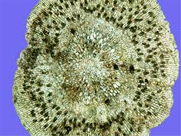 Attēlu rezultāti vaicājumam “Trentepohlia sp.”