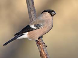 Attēlu rezultāti vaicājumam “Pyrrhula pyrrhula”