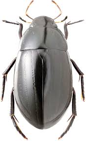 Attēlu rezultāti vaicājumam “Hydrochara caraboides”