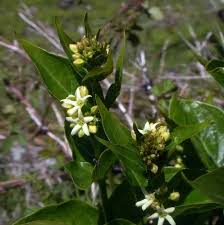 Attēlu rezultāti vaicājumam “Vincetoxicum hirundinaria leaf”