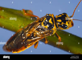 Attēlu rezultāti vaicājumam “Acantholyda posticalis”