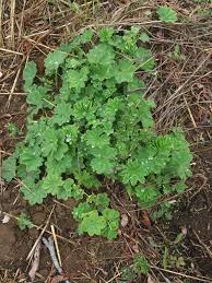 Attēlu rezultāti vaicājumam “Alchemilla subcrenata”