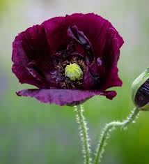 Image result for Papaver somniferum Black