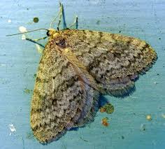 Attēlu rezultāti vaicājumam “Operophtera”