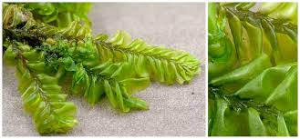 Attēlu rezultāti vaicājumam “Plagiochila porelloides sporophyte”