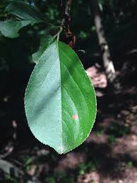 Attēlu rezultāti vaicājumam “Aronia melanocarpa leaf”
