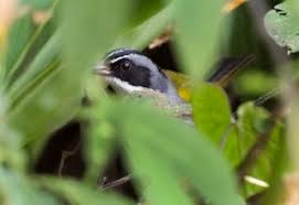 Attēlu rezultāti vaicājumam “Perichaena sp.”