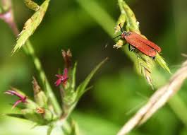 Attēlu rezultāti vaicājumam “Lygistopterus sanguineus”