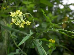 Attēlu rezultāti vaicājumam “Sisymbrium loeselii flower”