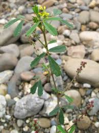 Attēlu rezultāti vaicājumam “Melilotus wolgicus”