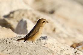 Image result for Lanius isabellinus