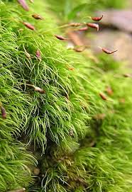 Attēlu rezultāti vaicājumam “Dicranella heteromalla sporophyte”