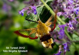 Attēlu rezultāti vaicājumam “Hemaris fuciformis”
