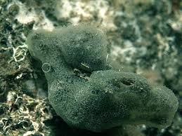 Attēlu rezultāti vaicājumam “Diderma subviridifuscum var. macrospora* sessile”