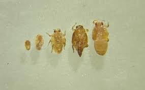 Attēlu rezultāti vaicājumam “Trioza dispar nymph”