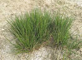 Attēlu rezultāti vaicājumam “Juncus effusus”