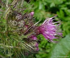 Attēlu rezultāti vaicājumam “Cirsium palustre flower”