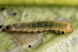 Attēlu rezultāti vaicājumam “Gracillaria syringella larva”