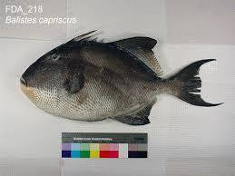 Image result for Balistes capriscus