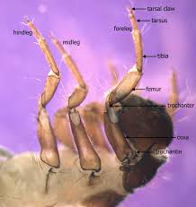 Attēlu rezultāti vaicājumam “Trichoptera”