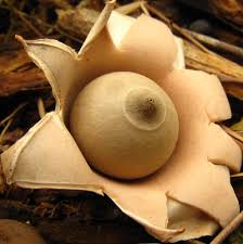 Attēlu rezultāti vaicājumam “Geastrum”