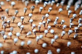 Attēlu rezultāti vaicājumam “Craterium leucocephalum var. scyphoides”