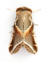 Attēlu rezultāti vaicājumam “Habrosyne pyritoides”