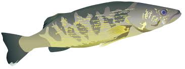 Image result for Sander vitreus