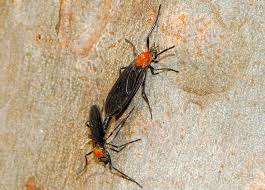 Attēlu rezultāti vaicājumam “Bibionidae”