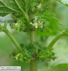 Attēlu rezultāti vaicājumam “Urtica urens”