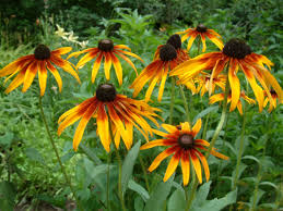 Image result for Rudbeckia Paradisio