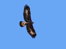 Attēlu rezultāti vaicājumam “Aquila chrysaetos”