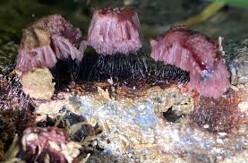 Attēlu rezultāti vaicājumam “Stemonitis fusca var. nigrescens spores”