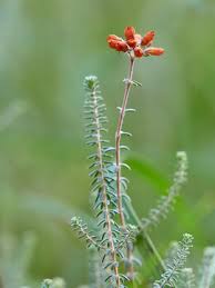 Attēlu rezultāti vaicājumam “Erica tetralix leaf”