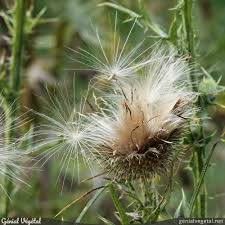 Attēlu rezultāti vaicājumam “Cirsium palustre fruit”