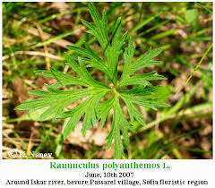 Attēlu rezultāti vaicājumam “Ranunculus polyanthemos”