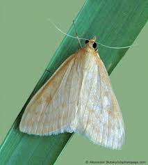 Attēlu rezultāti vaicājumam “Sitochroa verticalis”