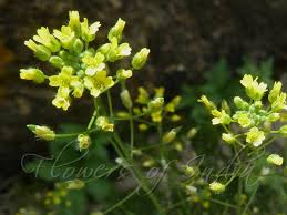 Attēlu rezultāti vaicājumam “Draba nemorosa”