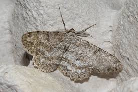 Attēlu rezultāti vaicājumam “Hypomecis punctinalis”