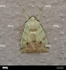 Attēlu rezultāti vaicājumam “Enargia paleacea”