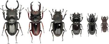 Attēlu rezultāti vaicājumam “Lucanidae”