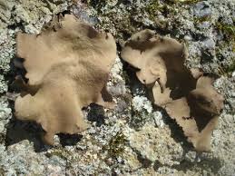 Attēlu rezultāti vaicājumam “Hypocenomyce scalaris”