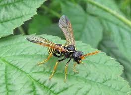 Attēlu rezultāti vaicājumam “Tenthredo scrophulariae”