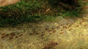 Attēlu rezultāti vaicājumam “Scardia boletella pupa”