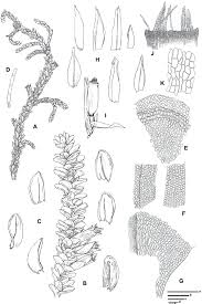 Attēlu rezultāti vaicājumam “Aloina rigida sporophyte”