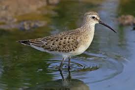 Attēlu rezultāti vaicājumam “Calidris ferruginea”